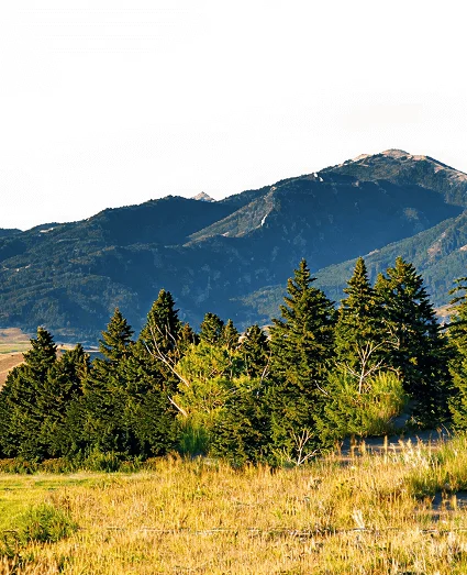 Lush green hills and trees in the foreground lead to rugged mountains under a clear blue sky in this scenic landscape.