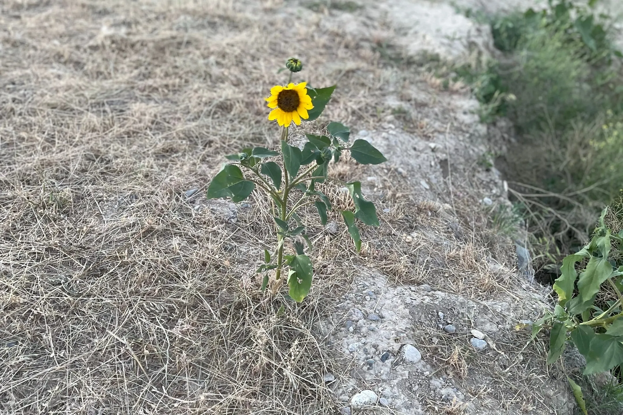 Single vibrant yellow sunflower with green leaves growing in dry, rocky soil.