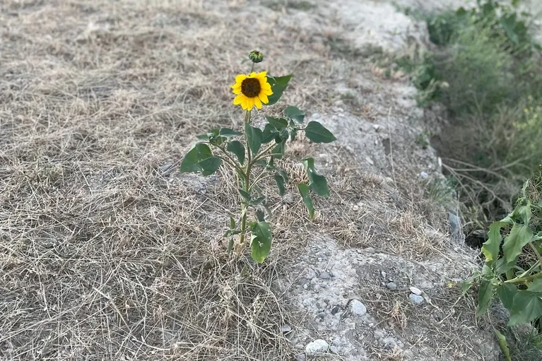 Single yellow sunflower with green leaves growing in dry, rocky soil.